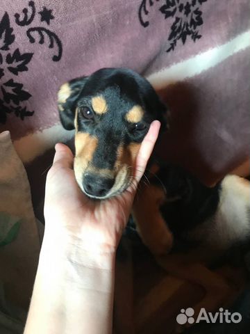 Щенок в добрые руки