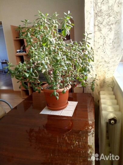 Толстянка (денежное дерево)