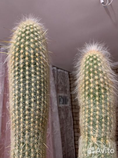 Кактус цветущий