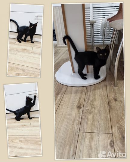 Котенок мальчик