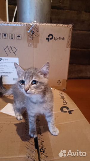 Найдены котята