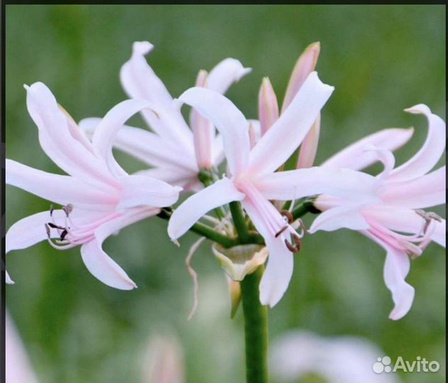 Амарины луковицы