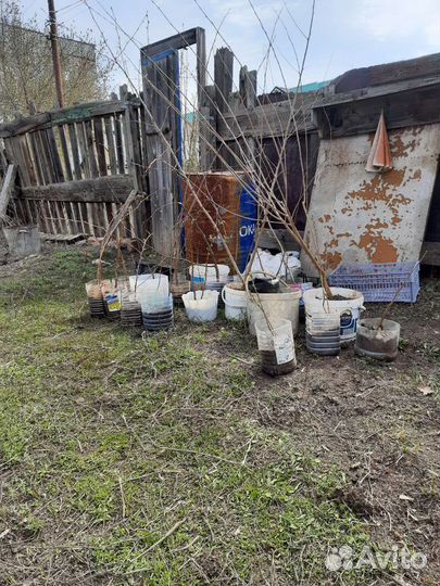 Растения рассада