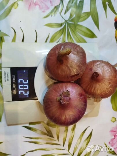 Лук шалот семейный сортовой