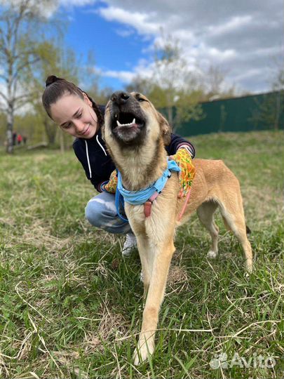 Вега из приюта