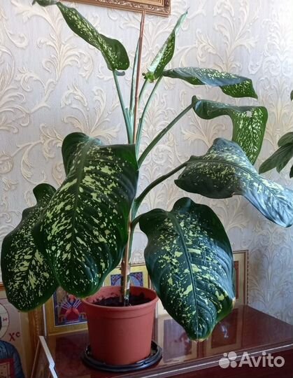 Комнатные растения