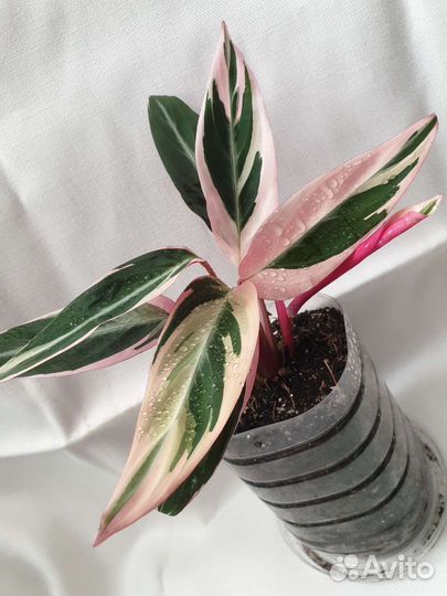 Строманта триколор