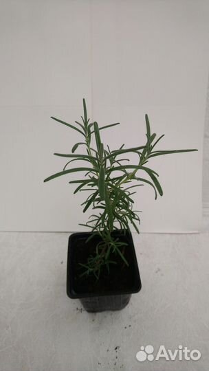 Декоративно лиственные домашние растения