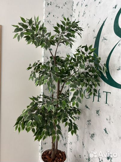 Дерево в вазе