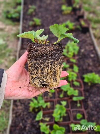 Саженцы клубника (земляники садовой) Альба, Элиани