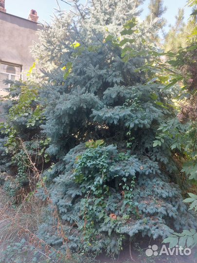 Ель голубая