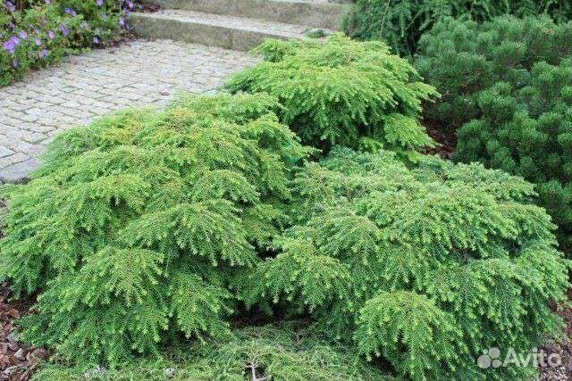 Тсуга канадская