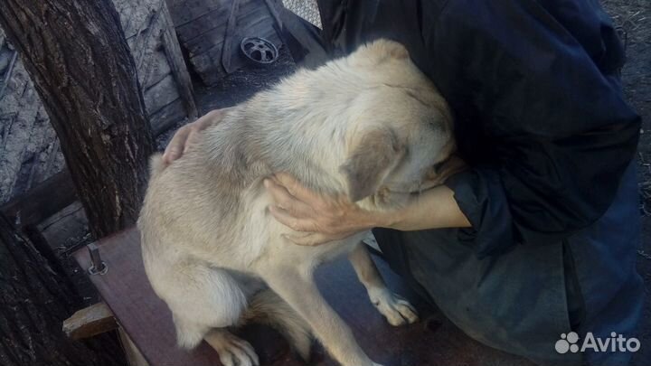 Девочка собачка