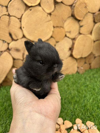 Карликовые декоративные кролики из питомника