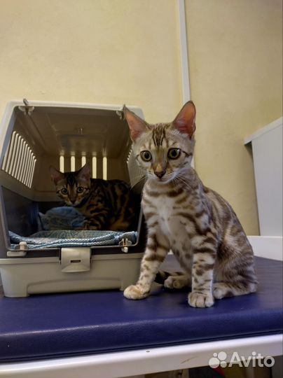 Бенгальская