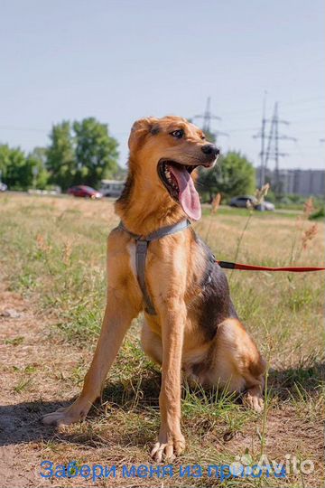 Щенок 8 месяцев в добрые руки