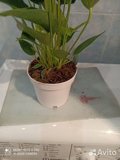 Антуриум бандерола лава d 12