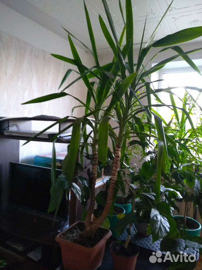 Декоративные комнатные растения