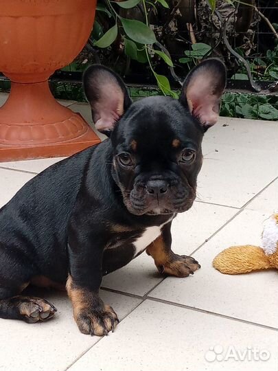 Шикарный малыш