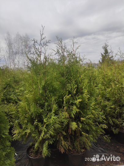 Туя Смарагд Брабант