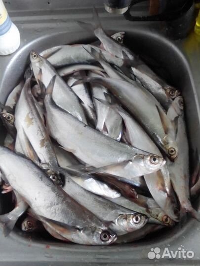 Чехонь свежая,вяленая,судак