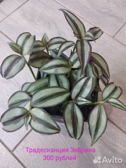 Комнатные цветы