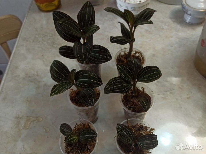 Драгоценная орхидея и горшок большого объёма