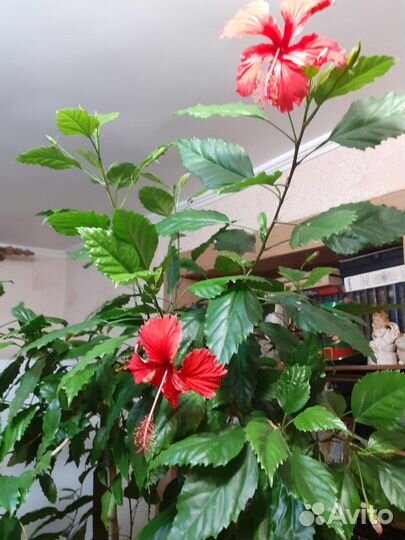 Продам цветы комнатные