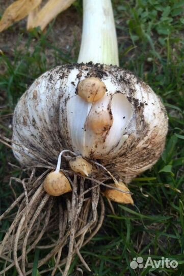 Чеснок рокамболь