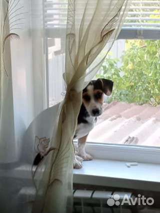 В добрые руки девочка