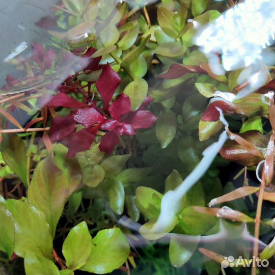 Аквариумные растения