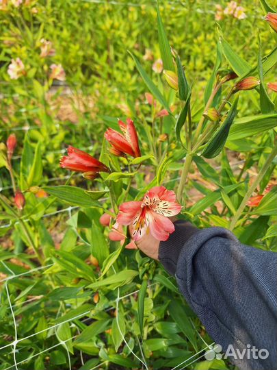 Альстромерия