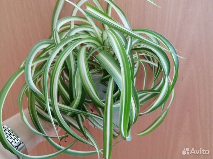 Комнатные цветы