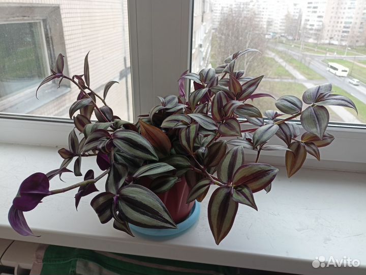 Традесканция срез