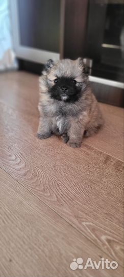 Щенки шпица