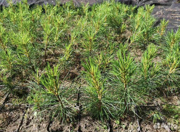 Кедр. Саженцы