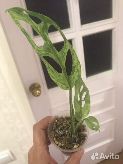 Монстера Индо Минт