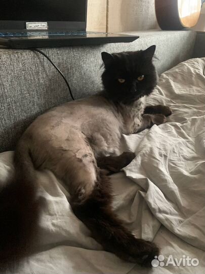 Кот очень ласковый в добрые руки