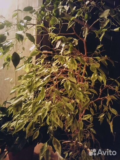 Фикус бенджамина