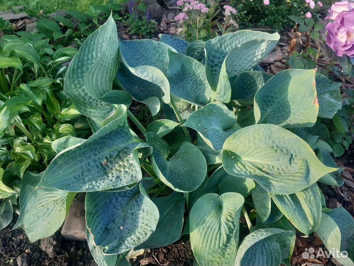 Сортовые хосты