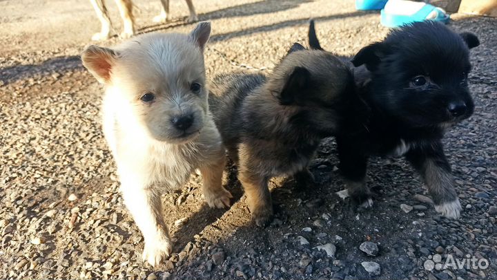 Собака в добрые руки отдам бесплатно