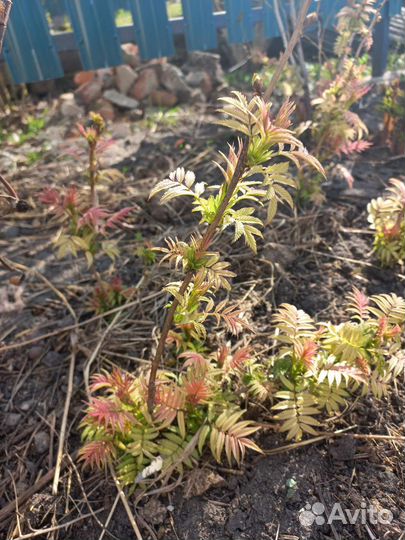 Рябинник рябинолистный