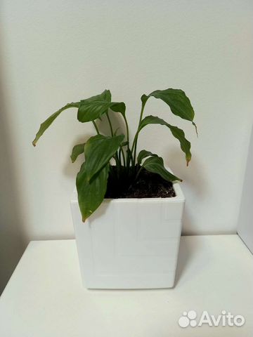 Игрушка новая