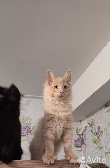 Мейн-кун. Полидакт