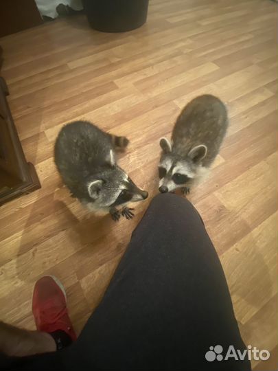 Енот полоскун