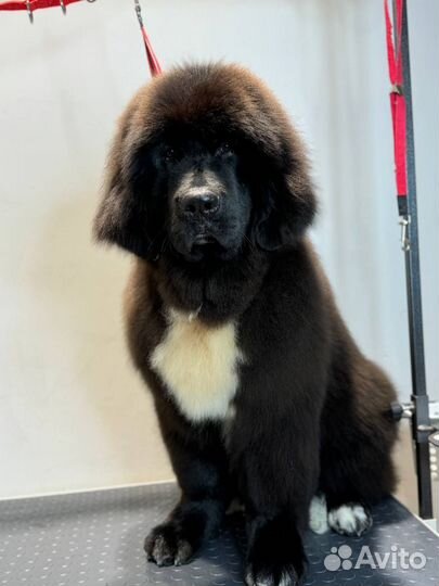 Ньюфаундленд