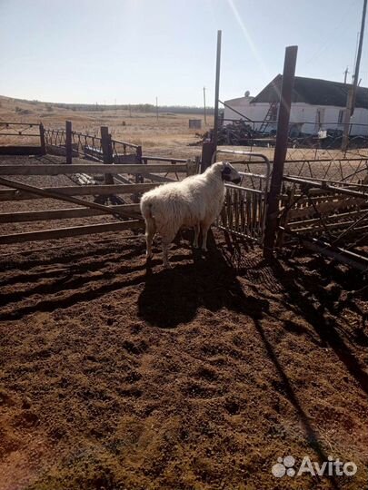 Овцы бараны