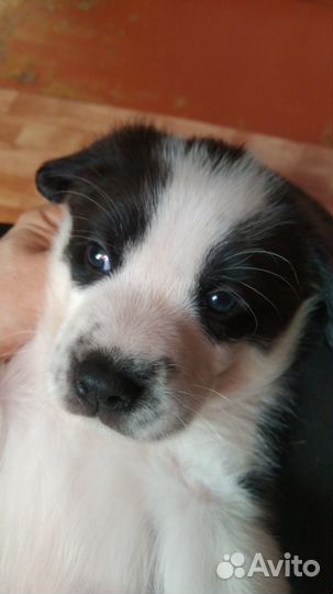 Щенок в дар бесплатно