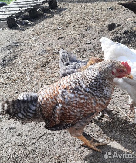 Петушки на племя