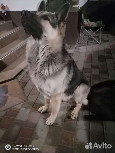 Кобель вео ищет невесту